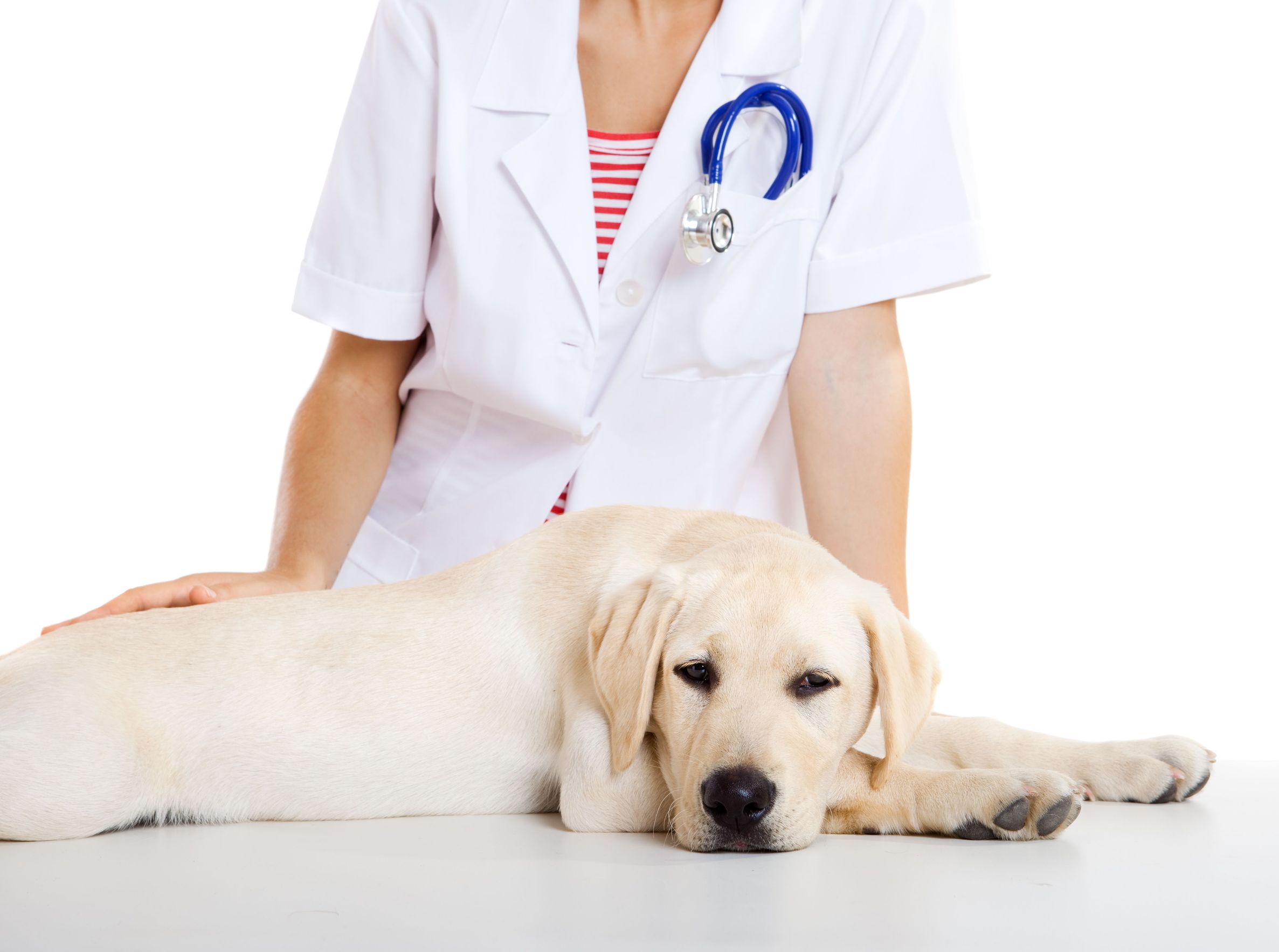 Choose Your Veterinary Hospital in Frederick