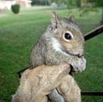 info-squirrels