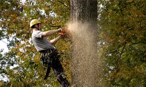 Tree Removal In Chesapeake Can Be Important For Safety