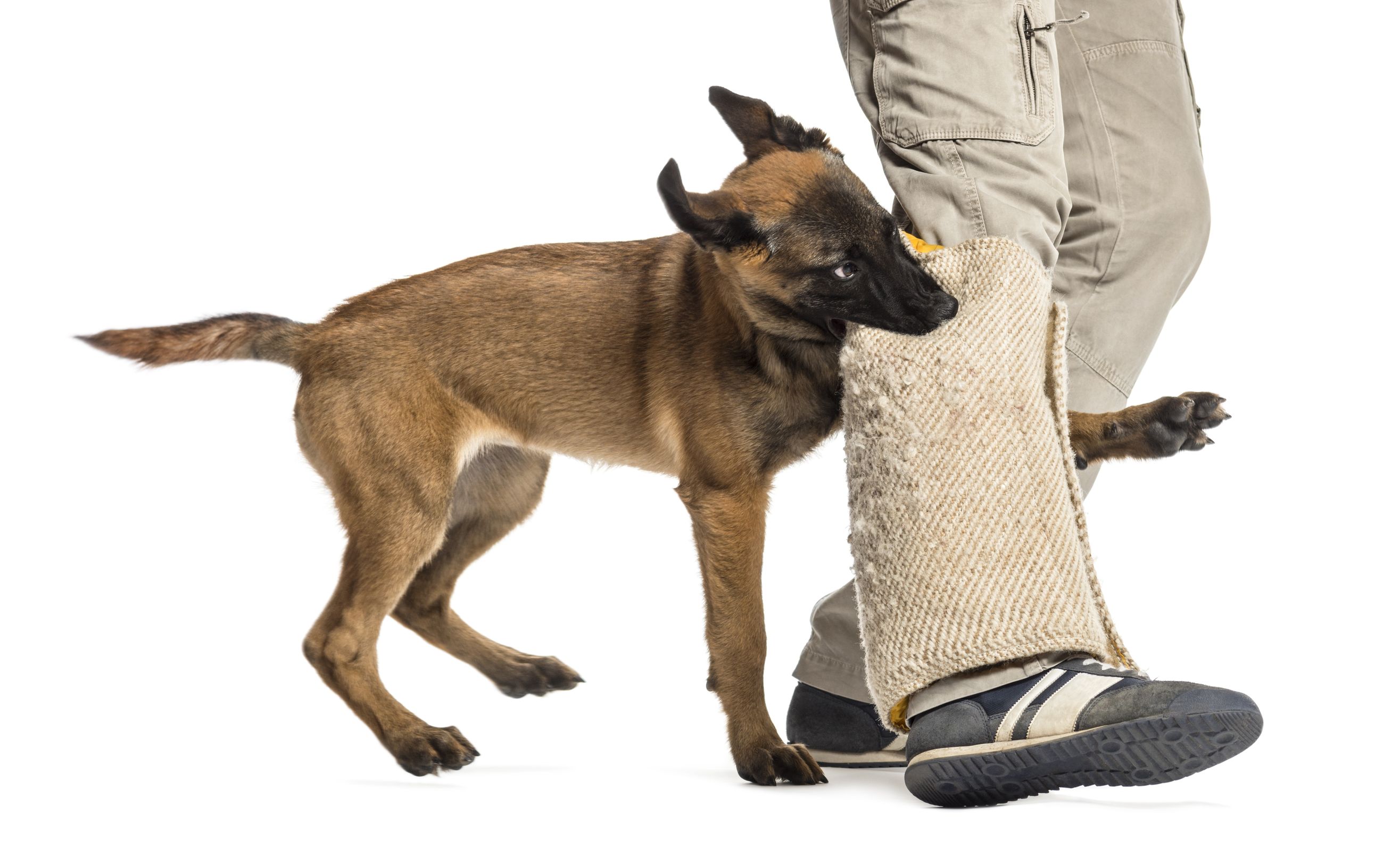 Create a happier home through practical Puppy Training Arlington TX guidance for busy families