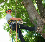 Hire a Tree Company in Boston to Maintain and Remove Trees