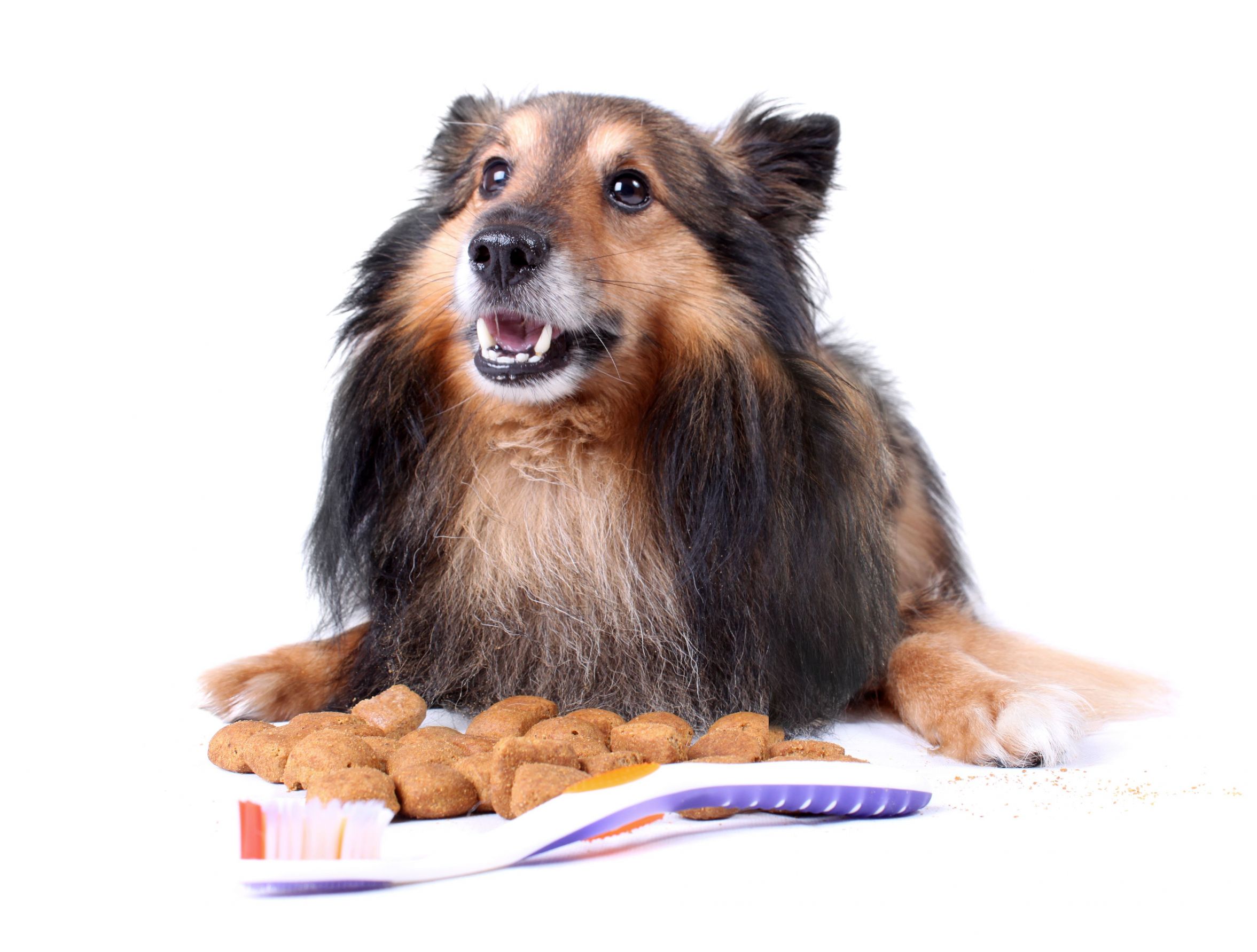 Euthanasia for Dogs in Troy, OH: A Gentle Farewell for Your Beloved Companion