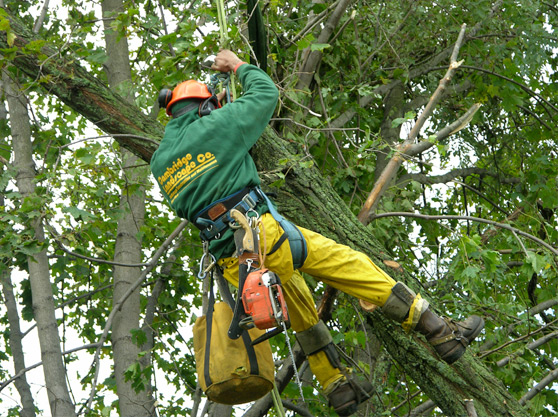 When Do People Require Emergency Tree Service in Marietta, GA?