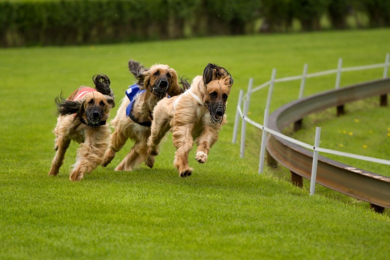 Dog Training in Chicago Helps Pets Learns Through Positive Reinforcement