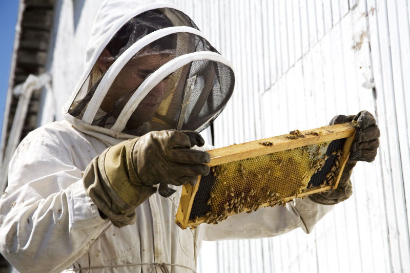 How to Handle a Honey Bee Swarm in Dublin OH