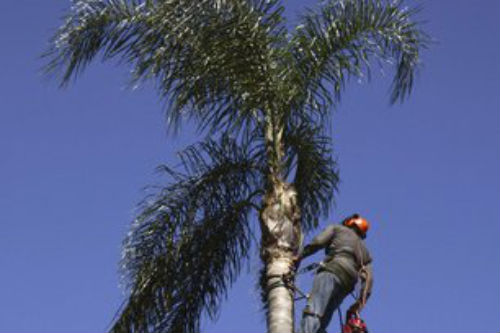 How Professional Tree Cutting Canoga Park, CA Services Improve Your Property Value Fast