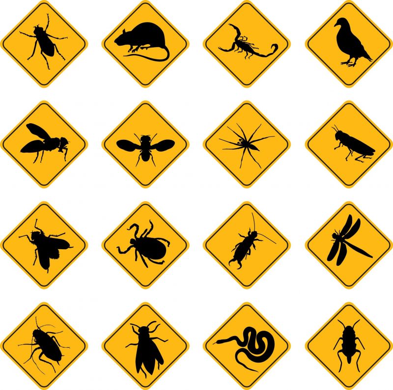 From Pest to Best: Investing in Commercial Pest Control