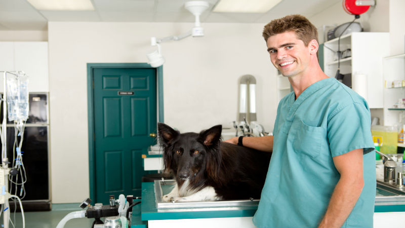 Does Your Dog Need Vet Service in Alpharetta?