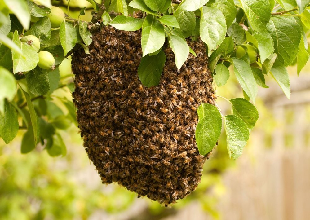 Call the Pros to Have a Honey Bee Swarm in Columbus, OH Relocated