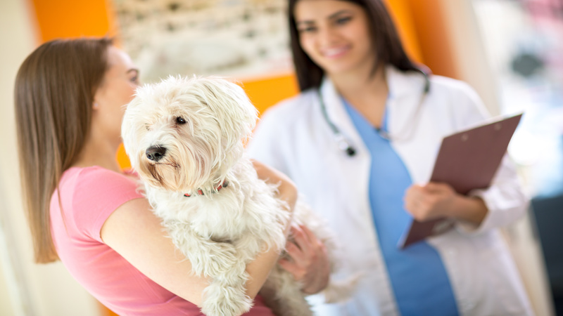 Features of a Good Vet Clinic Riverside CA