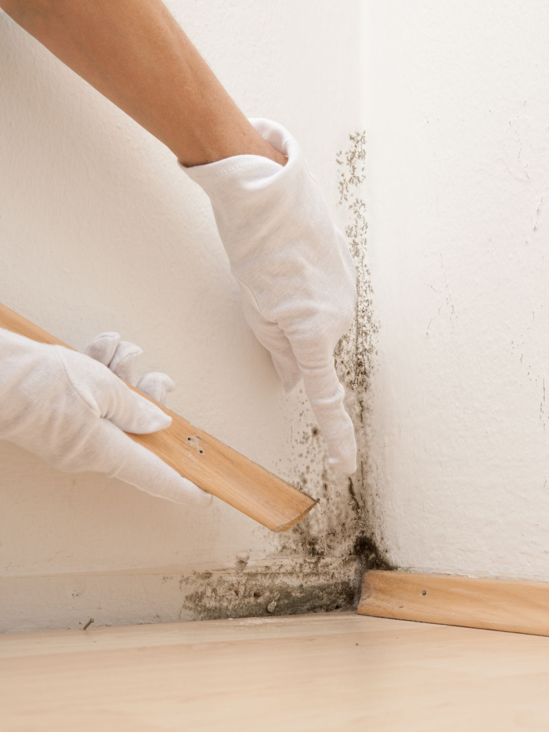Do You Need Mold Remediation? Signs To Check Out In Escondido