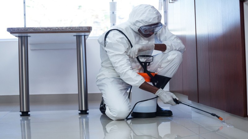 Pest Control Treatment in St. Augustine, FL: Protecting Homes From Infestations