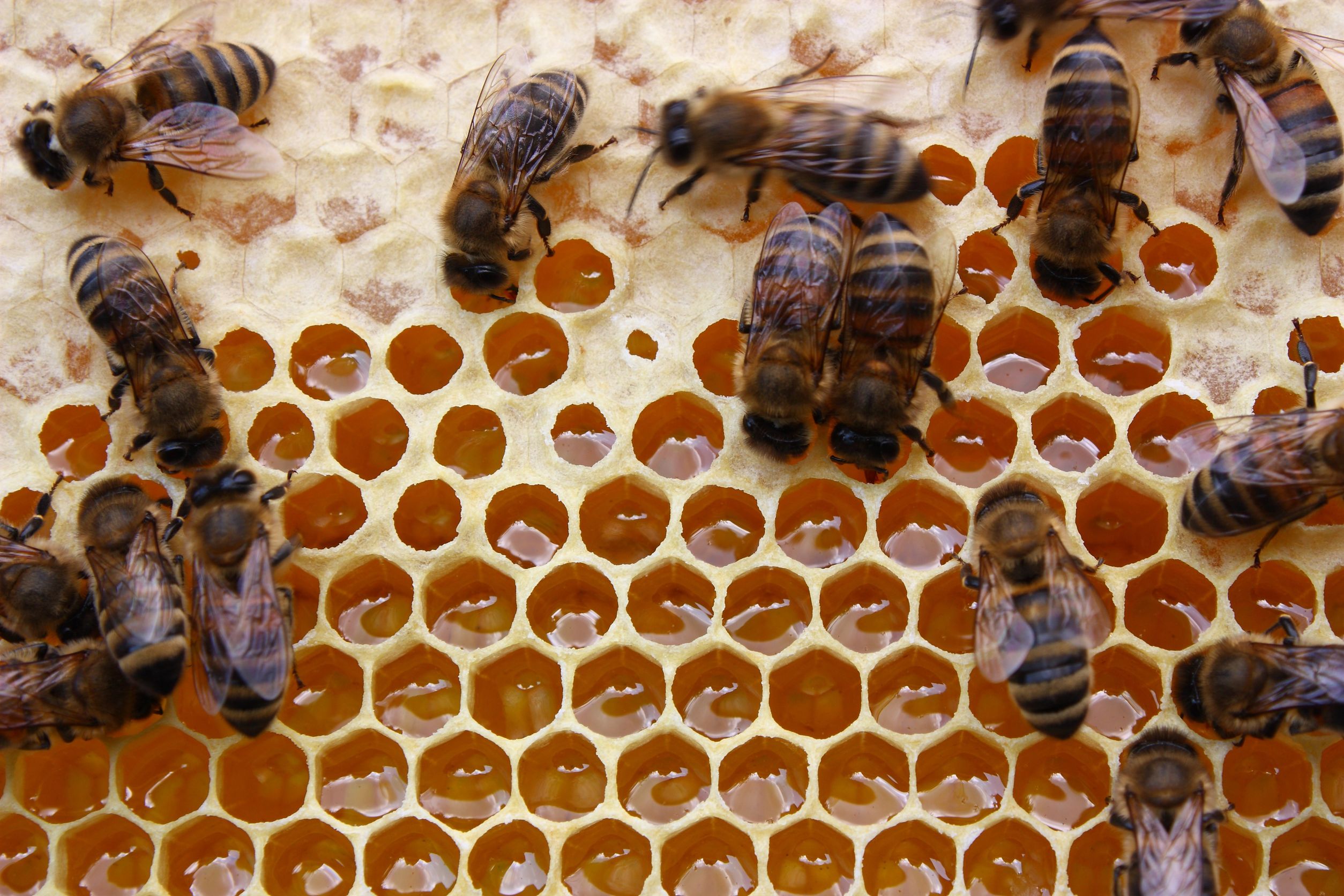 The Importance of the Humane Removal of a Honey Bee Swarm in Columbus, OH