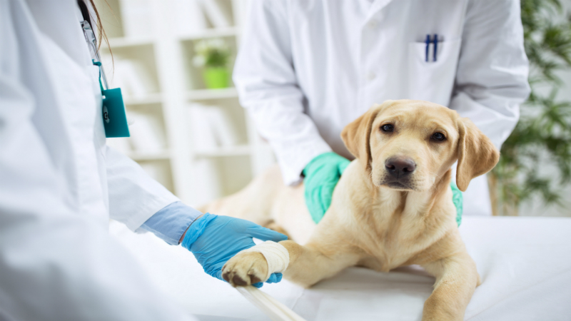 Where To Go For Visits for Pet Illness or Pet Wellness in Chicago