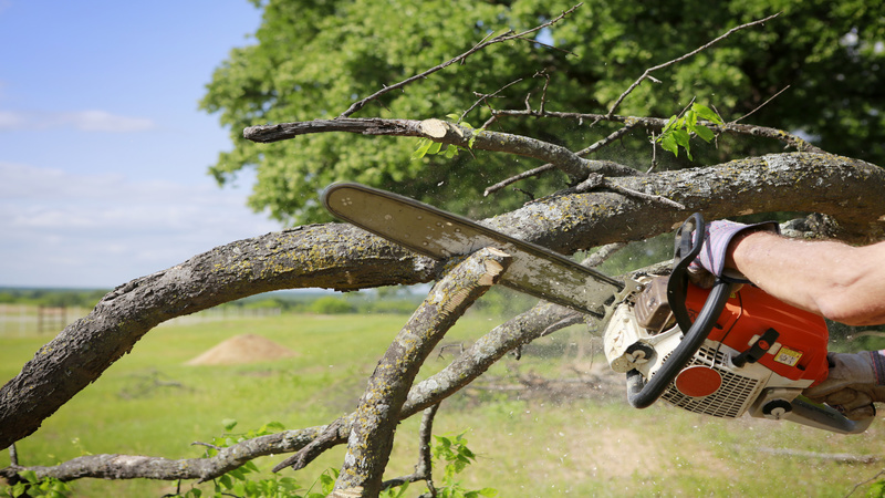 Tree Troubles: Tree Surgeon in Newnan, GA