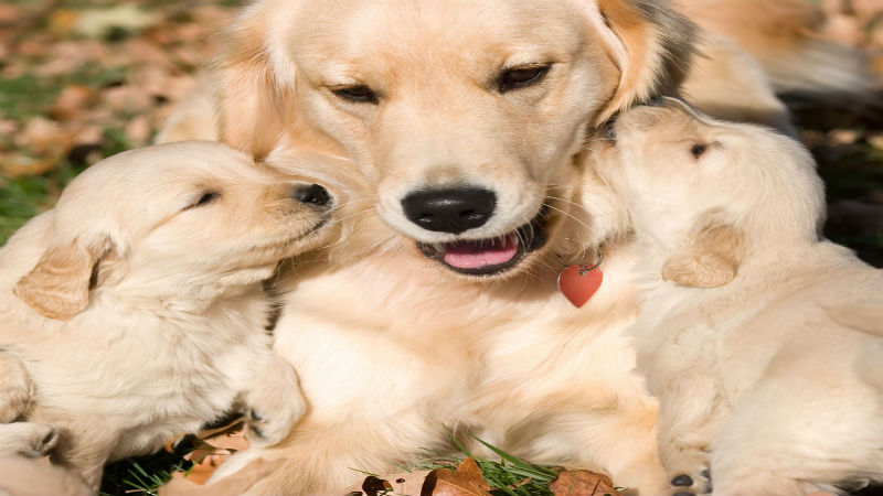 Finding the Best Dog Boarding Facilities in Denver