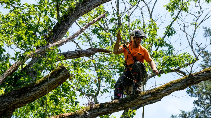 How Tree Removal In Mandarin FL Keeps Homes Safe And Beautiful