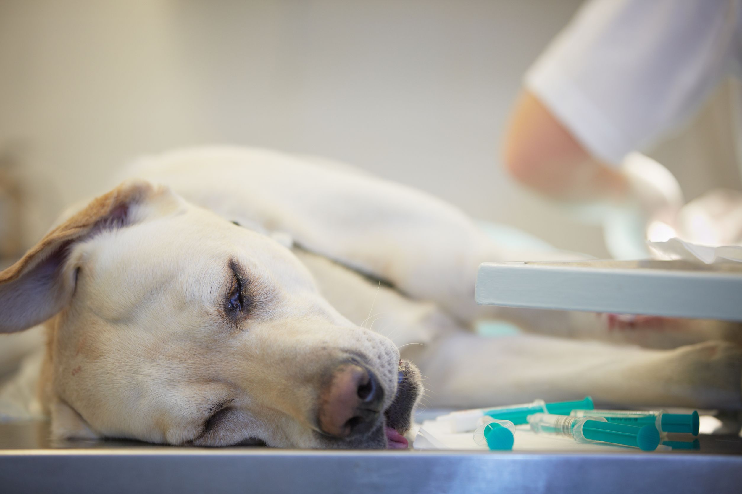 The Role of a Veterinary Emergency Clinic in Sarasota, FL