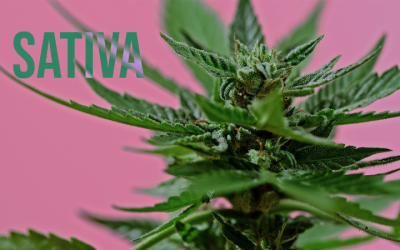 Go to a Shop That Offers The Finest Sativa Strains