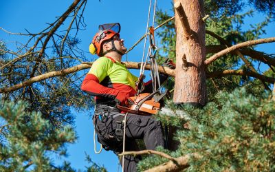 Why Consider Land Clearing Services in Hayden, ID for Your Home or Business?