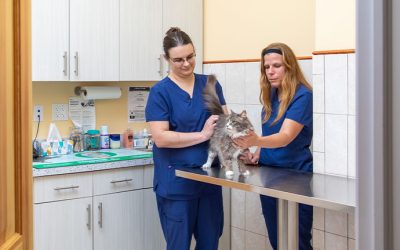 Your Guide to Veterinary Clinics in Monmouth County, NJ: Complete Care