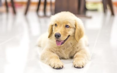 Pet Training Troy OH: Your Guide to a Well-Behaved Furry Friend