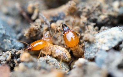 Uncover the Silent Threat Destroying Homes and How to Stop It: Termite Control in NJ