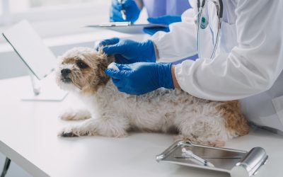 Find the Best Animal Vet in Monmouth County, NJ for Your Pet’s Care