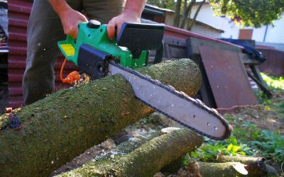 The Benefits of Professional Tree Care Eureka MO for Lasting Outdoor Beauty