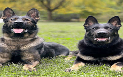 Find German Shepherd Personal Protection Dogs For Sale Near You Today