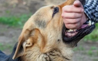 Don’t Wait to File a Dog Bite Claim in Arizona