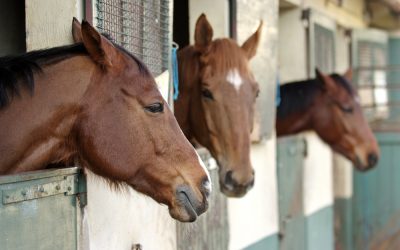The Benefits of Choosing a Local Horse Shelter Perris CA for Your Boarding Needs