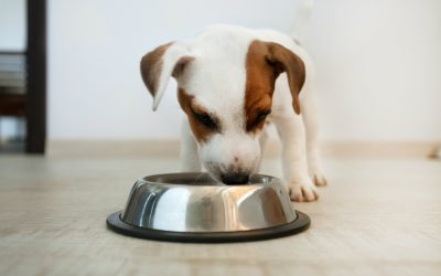 Unmatched Peace Of Mind With Dog Daycare In Upper East Side For Busy New York Pet Parents