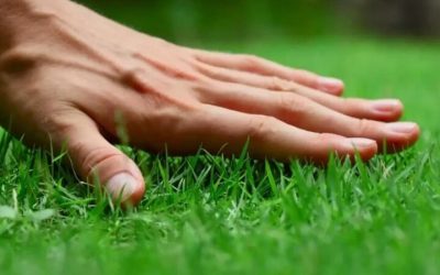 Achieve a Healthier Lawn with professional lawn care treatment, Shelbyville, KY recommends for lush results
