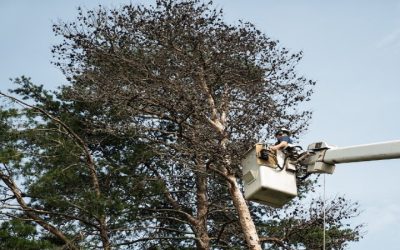 Tree Services Washington Nj Offer Storm Damage Cleanup When You Need It Most