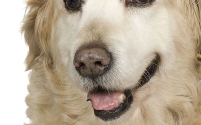 Give Your Pup a Fresh Start With a Mobile Dog Washing Service Denver, CO Residents Trust