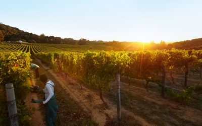 Maximize Productivity with Reliable Agricultural Equipment Service Stockton MO Farmers Trust