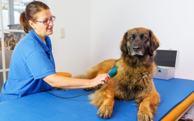 Guide to Stress Free Pet Grooming St. Johns for Pets With Sensitive Skin