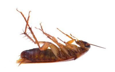 Proven Solutions For Cockroach Pest Control In Newnan, GA Residents Can Trust For Lasting Results