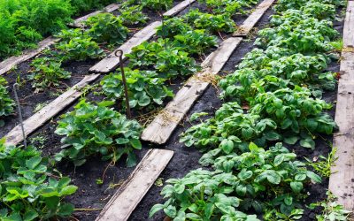 Solutions for Stubborn Weeds Lawn Owners Use with Weed Control, Bryan, TX Methods