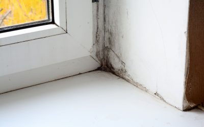 Prevent Future Mold Issues with Expert Basement Flood Damage Cleanup in Wheaton, IL