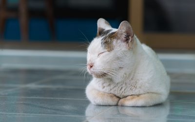Trust Your Pet With Cat Sitters in Guilford, CT for Peace of Mind While Away