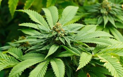 Experience Enhanced Convenience with Mini THCA Pre Rolls for Effortless On-the-Go Relaxation