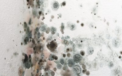 Family Health Benefits Linked to Professional Mold Remediation in Naperville, IL